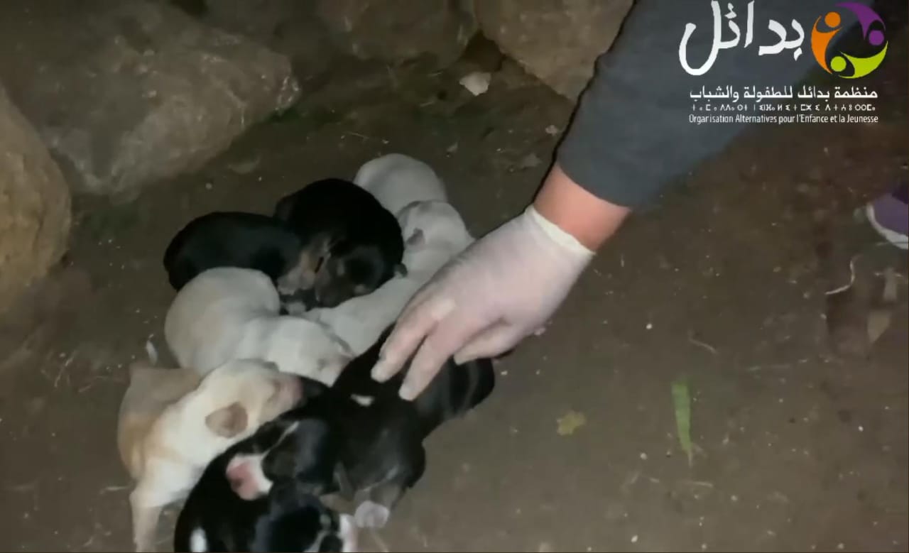 Benslimane : "Rahma" pour sensibiliser aux gestes "animal friendly"