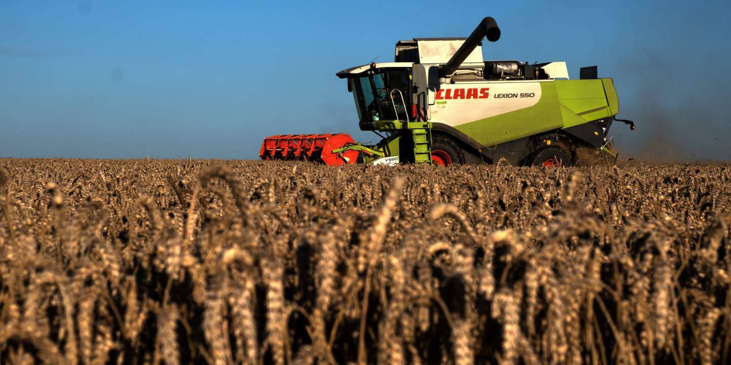 Blé : Le Maroc prévoit l’importation de 5 millions de tonnes