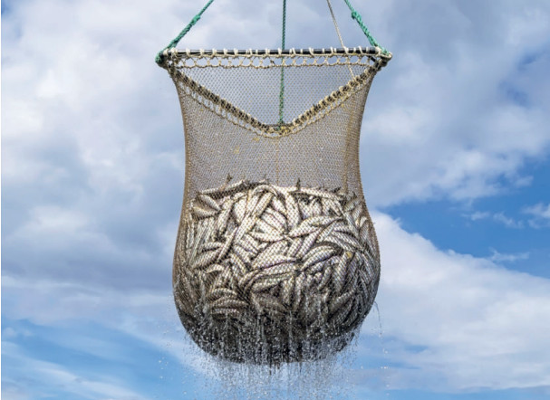 Pêche illicite : Comment le Maroc lutte contre le braconnage maritime