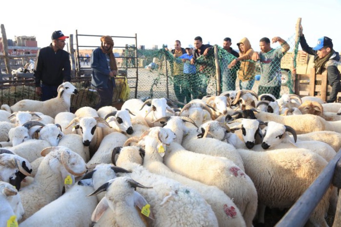 Viandes rouges : 41% de la consommation annuelle des ménages provient du sacrifice de l'Aïd Al-Adha (HCP)
