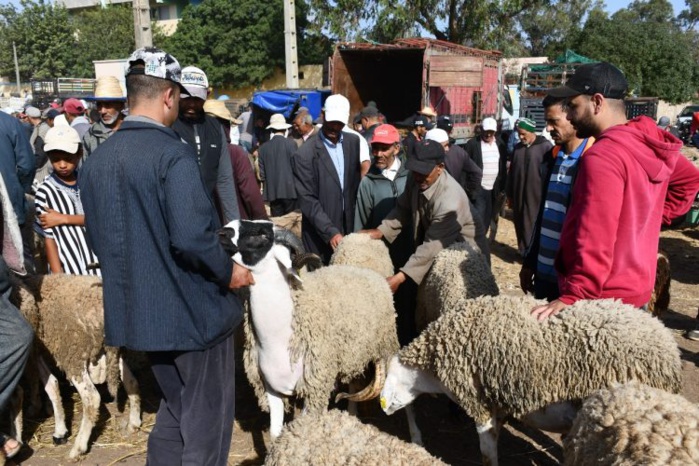 Aïd Al-Adha : Près de 13% des ménages n'accomplissent pas le rituel du sacrifice