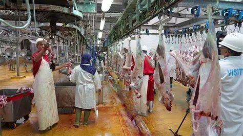 Casablanca: Les abattoirs de Casablanca prendront en charge l'abattage du sacrifice de l'Aïd Al Adha