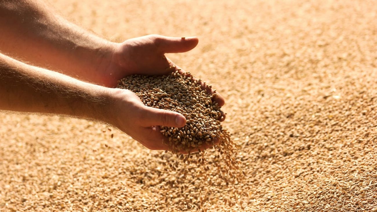 Blé tendre : Le Maroc accroitrait son approvisionnement de la Russie durant la saison 2024/25