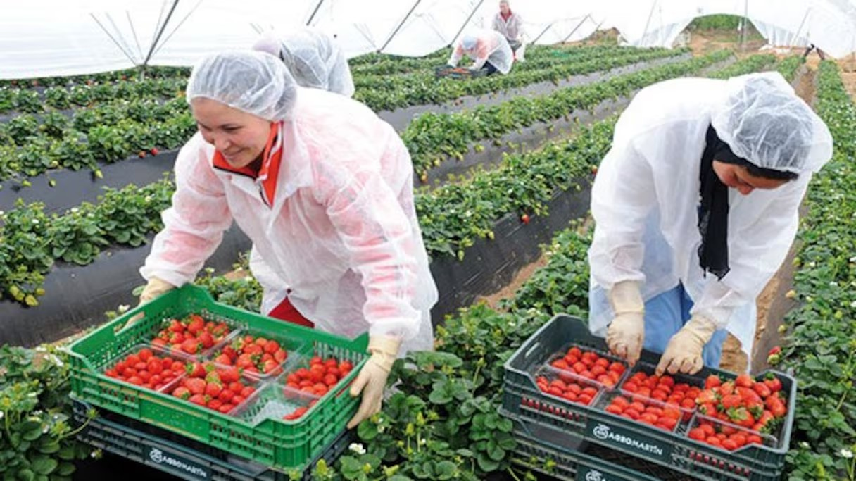 Agence pour le développement agricole : une enveloppe budgétaire estimée à 436 MDH pour la période 2025-2027