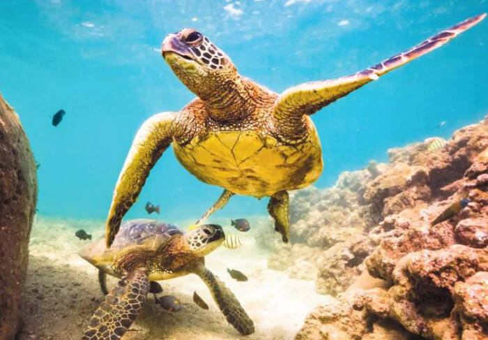 Biodiversité marine : Un Centre pour sauver les tortues marines menacées