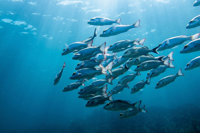 Safi: Des mesures urgentes pour préserver les ressources halieutiques des petits pélagiques