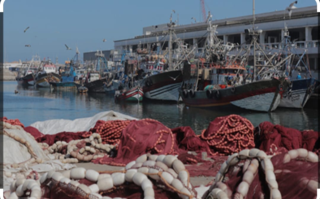 Safi : Cap sur la sardine, levier de développement durable et industriel