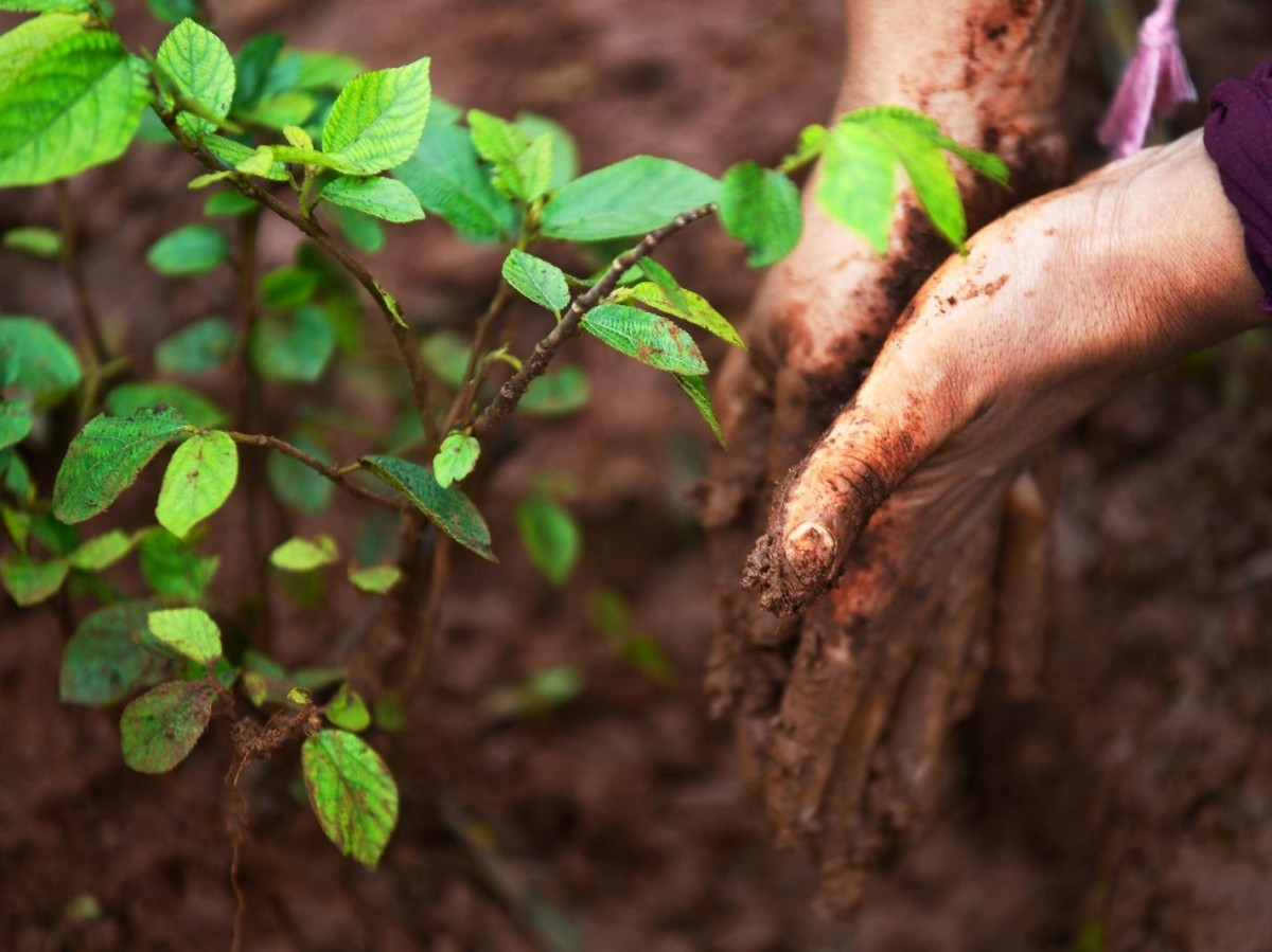 Dakhla: la Fondation du Haut Atlas envisage la plantation de 350.000 arbres par an