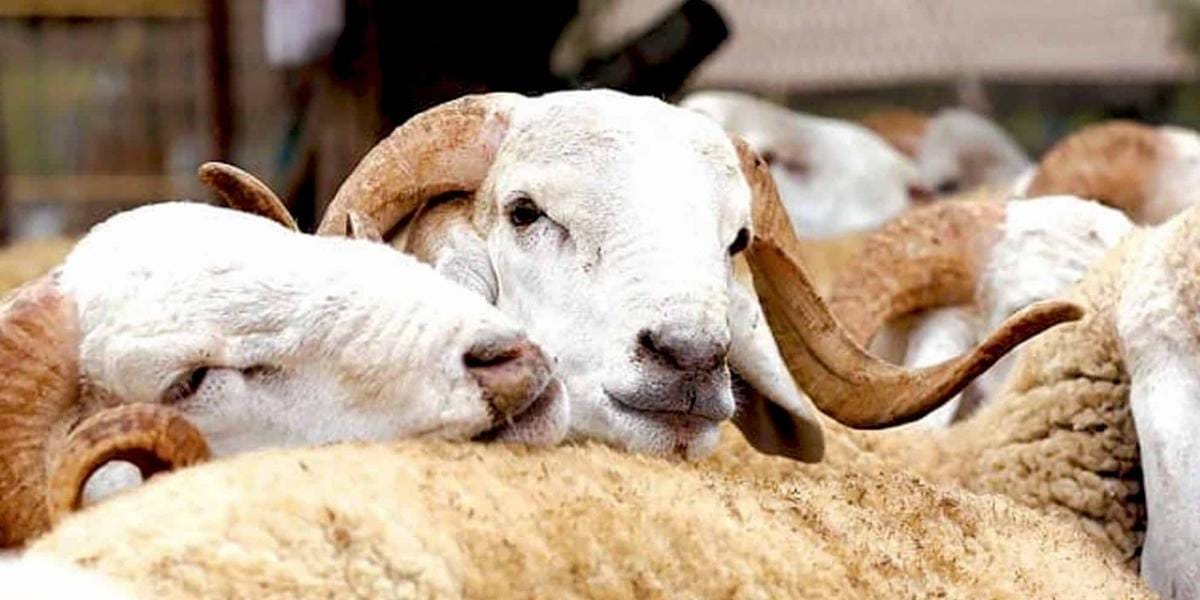 Doukkala - Débat autour de l'Aïd Al Adha: Un impact notable sur les marchés hebdomadaires des ovins