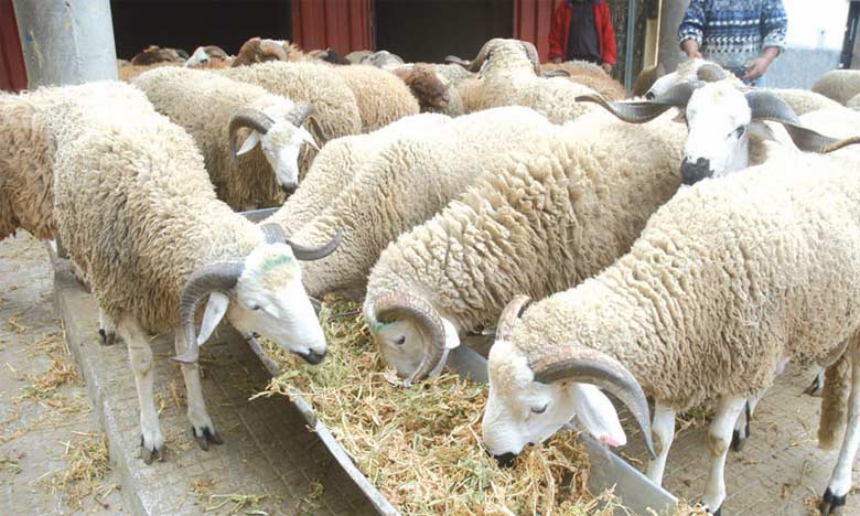 Le cheptel a perdu 38 % de son effectif depuis 2016 selon le ministre de l'Agriculture