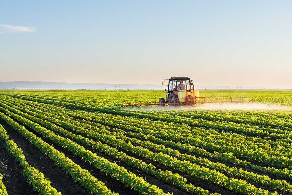 Les récentes précipitations ravivent l’espoir des agriculteurs du bassin du Loukkos