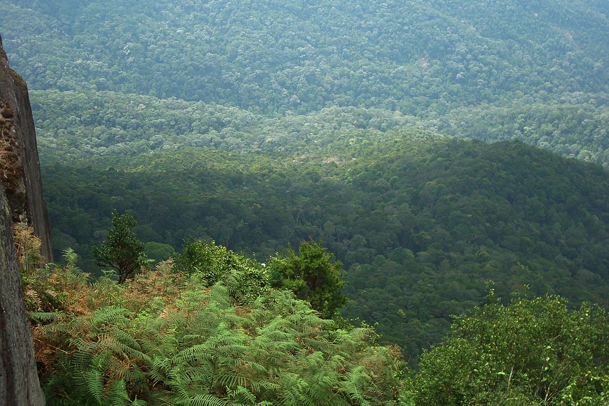 L’ANEF dévoile le Plan directeur d'investissement relatif à la stratégie "Forêts du Maroc 2020-2030"