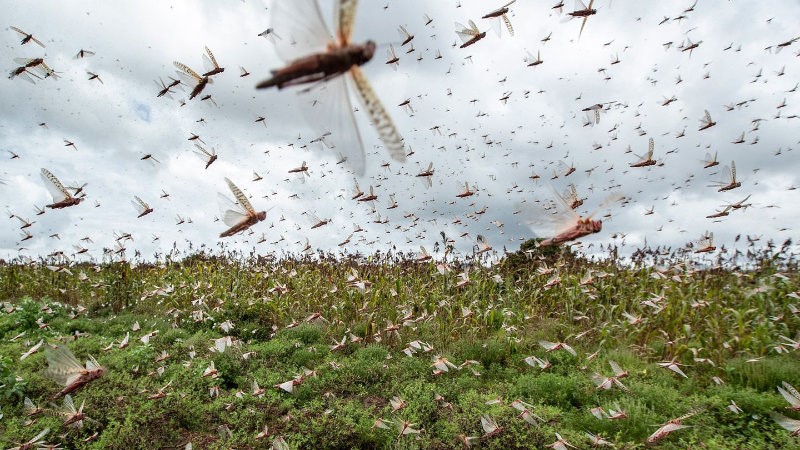 Criquets pèlerins : Pulvérisation aérienne pour stopper l’invasion