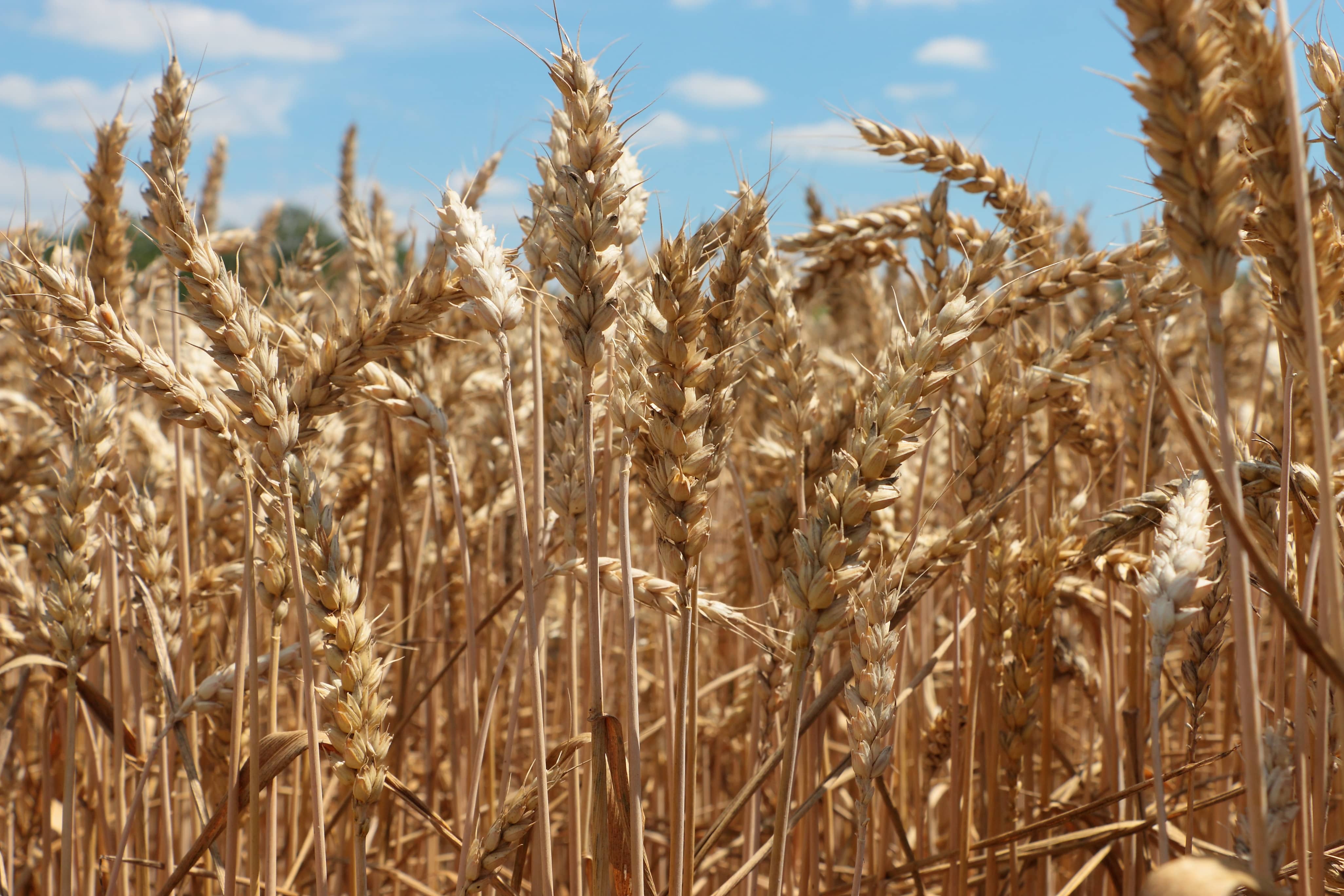 Blé tendre : les subventions à l’importation prolongées jusqu’au 31 décembre