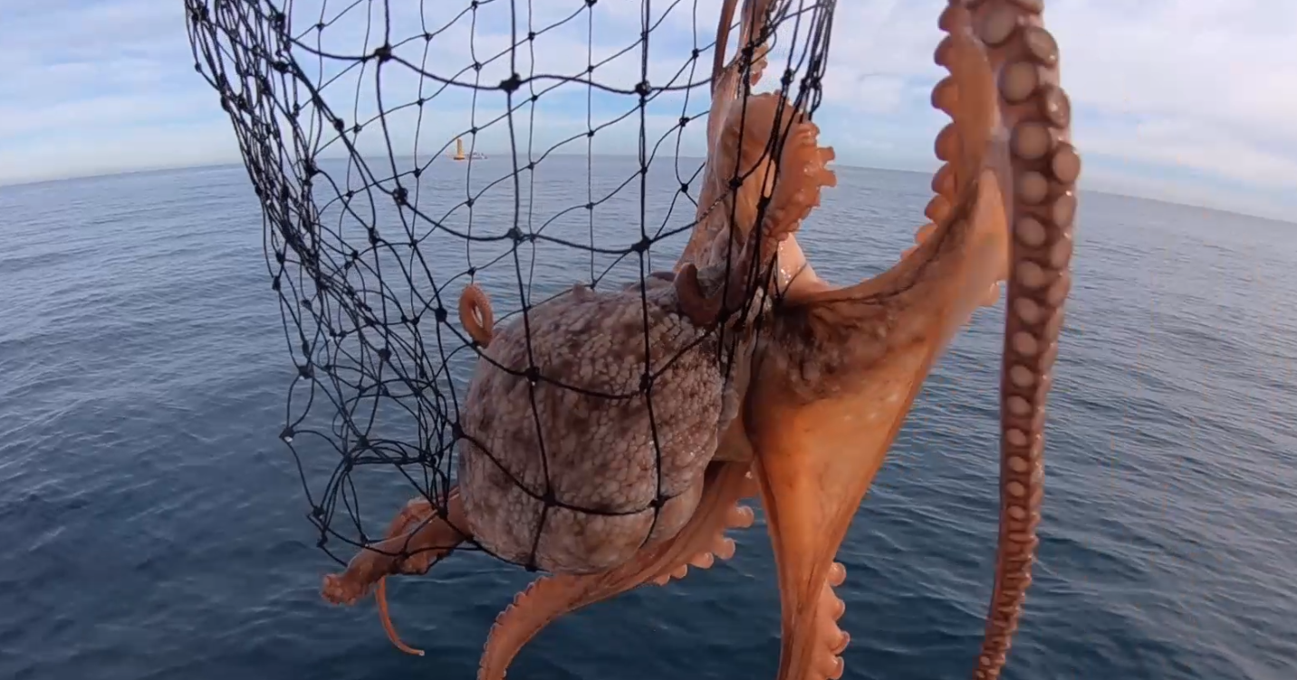 Interdiction temporaire de la pêche de la Seiche au sud de Sidi Ghazi