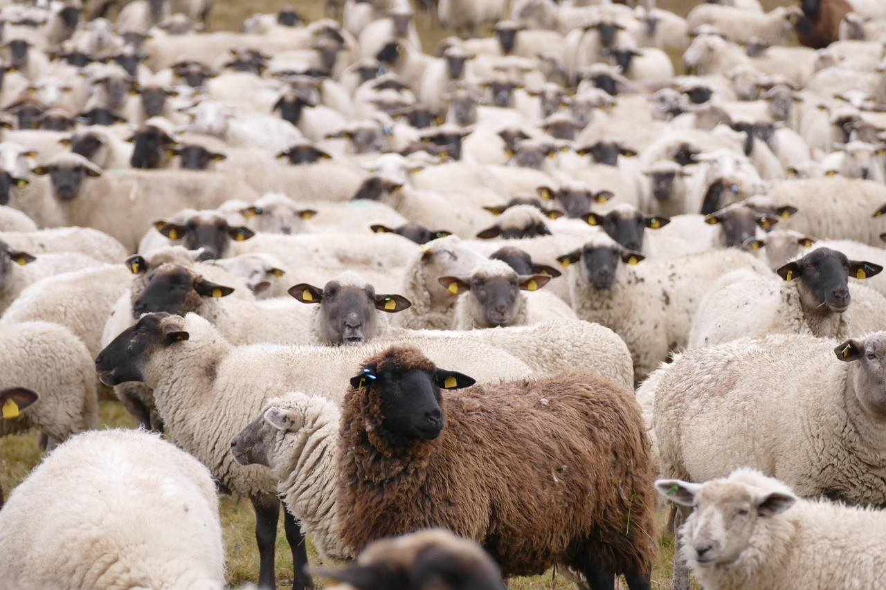 Soutien public à l’importation de bétail : l'opposition appelle à une enquête parlementaire