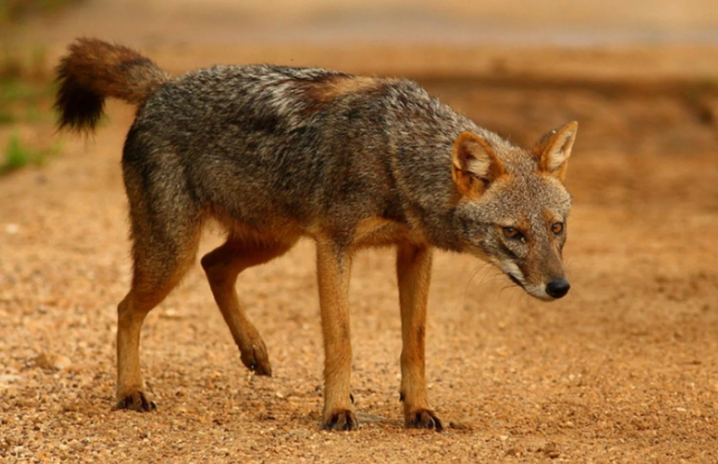 Parc national d'Al Hoceima: le loup doré africain, un prédateur qui contribue au maintien de l'équilibre écologique