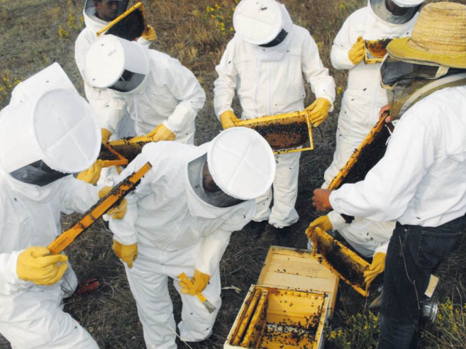 Filière apicole : Ces pluies qui redonnent des ailes aux abeilles [INTÉGRAL]