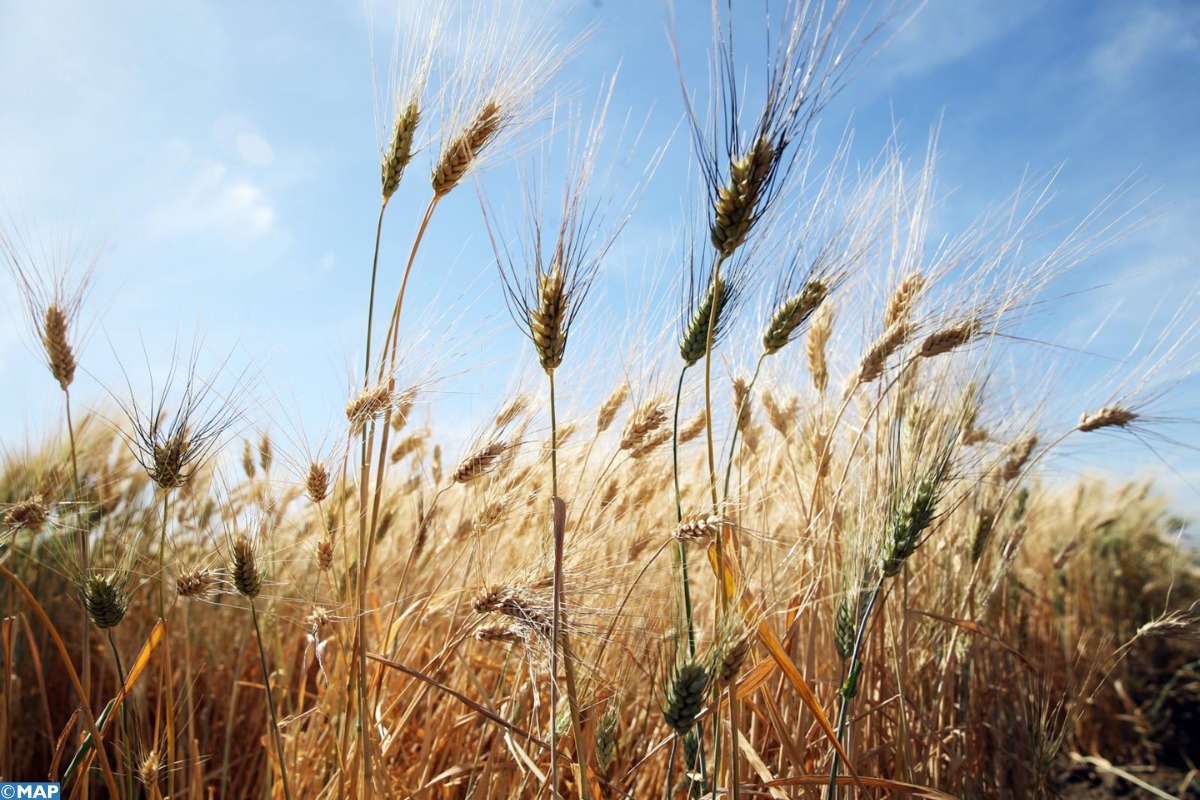 Campagne agricole : la récolte céréalière devrait augmenter de 41% par rapport à 2024