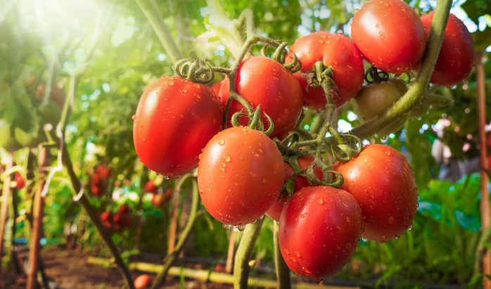 Tomates : Hausse significative des exportations marocaines vers la Norvège