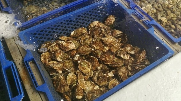 Agadir : Suspension de la récolte et la commercialisation des moules de la zone conchylicole