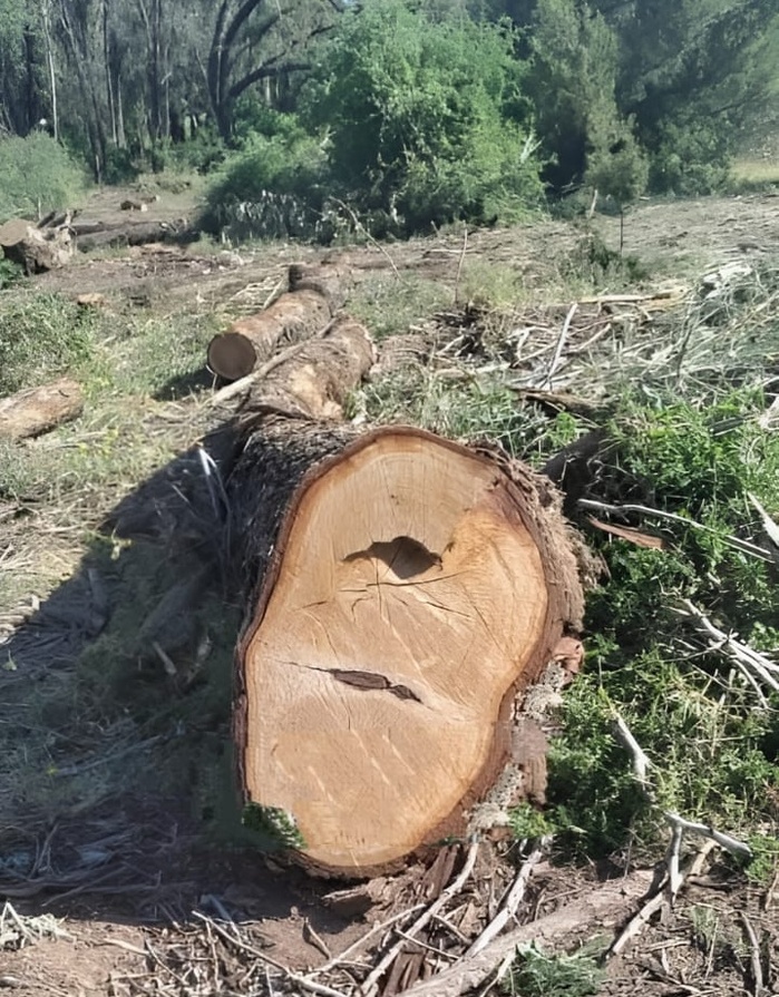 El Jadida : La forêt d'Al Houzia saignée à blanc, une hémorragie verte qui nous interpelle !
