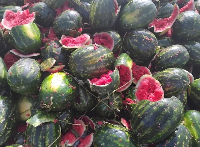 Sidi Bennour : 36 tonnes de pastèque maudite stoppées en plein élan !