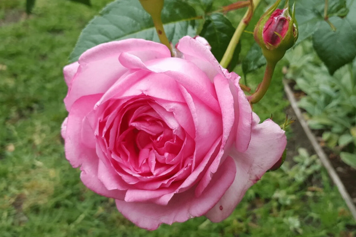 Rose à parfum : La production prévisionnelle estimée à 4.800 tonnes en 2025