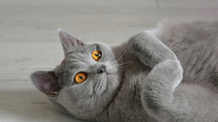 Menace sournoise d’une prochaine pandémie de Grippe aviaire