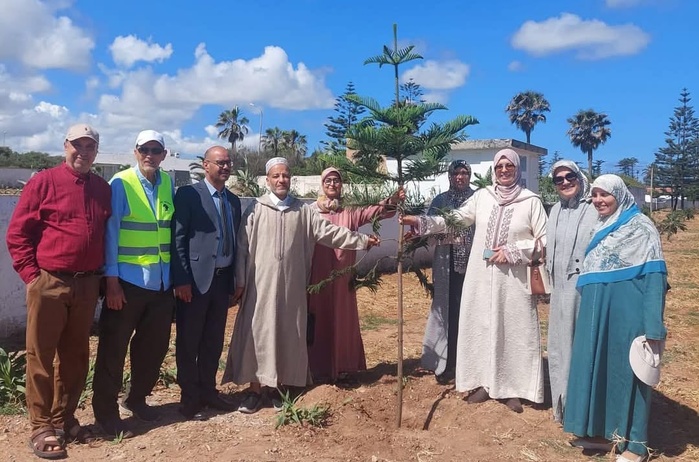 Araucaria : Quand l'Araucaria s'élève, El Jadida respire !