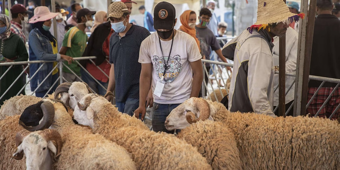 Aïd Al-Adha : La fièvre acheteuse retarde la reconstitution du cheptel [INTÉGRAL]