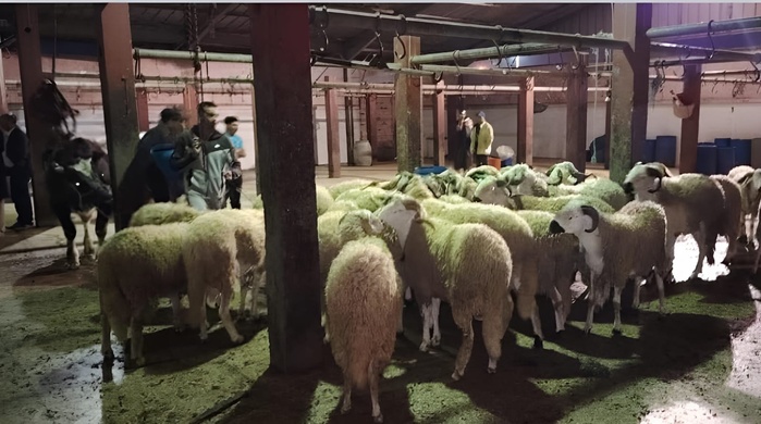 Sidi Bennour : 200 moutons stoppés net à l’abattoir