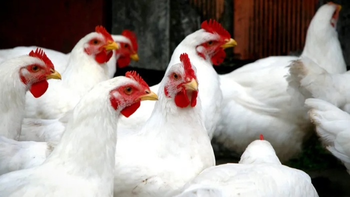 Aïd Al-Adha : Les prix du poulet grimpent en flèche