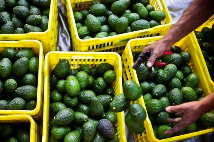 Exportations d’avocats : Le Maroc franchit le cap des 100.000 tonnes