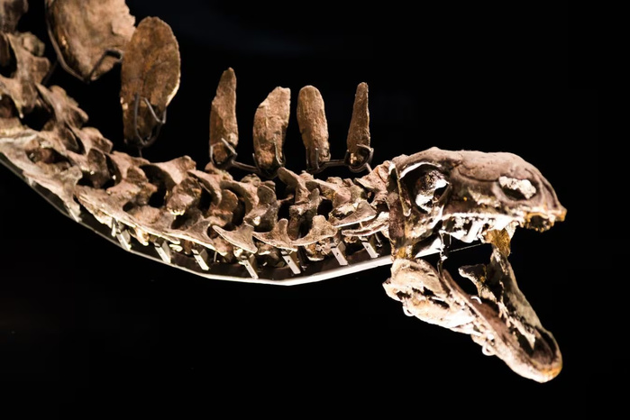 Une nouvelle espèce de dinosaure à bec de canard identifiée au Maroc