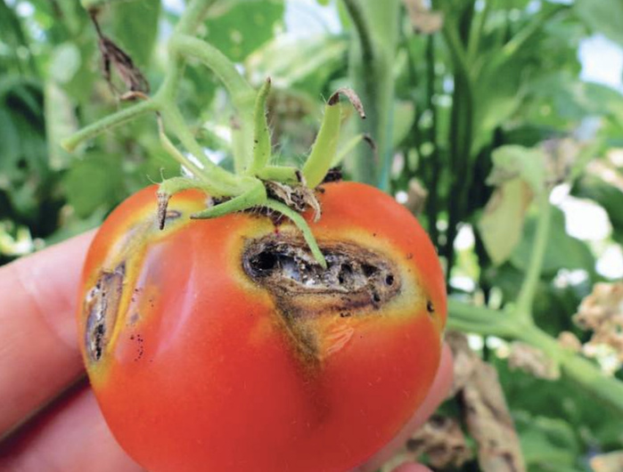 Agriculture : Ces ravageurs qui grignotent notre souveraineté alimentaire [INTÉGRAL]