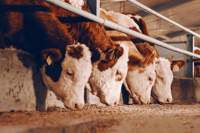 Viandes rouges : Plus de 328.000 têtes importées au 1er semestre 2025