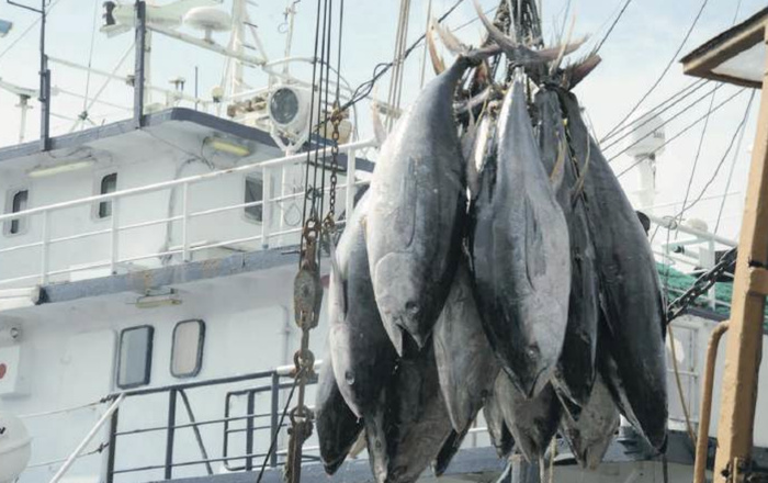 Ressources halieutiques : Le Maroc au pied du mur face à la surexploitation mondiale