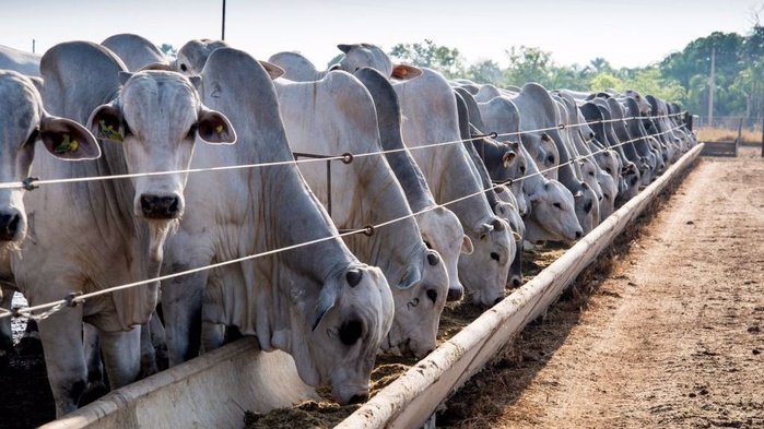 Le Maroc, troisième importateur de bovins vivants du Brésil avec 14 000 têtes