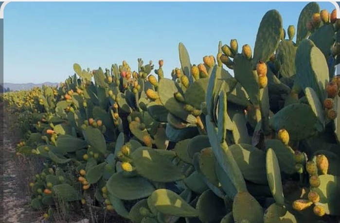 Doukkala: Tamda où la figue de barbarie écrit sa légende entre dunes ancestrales et renaissance écologique