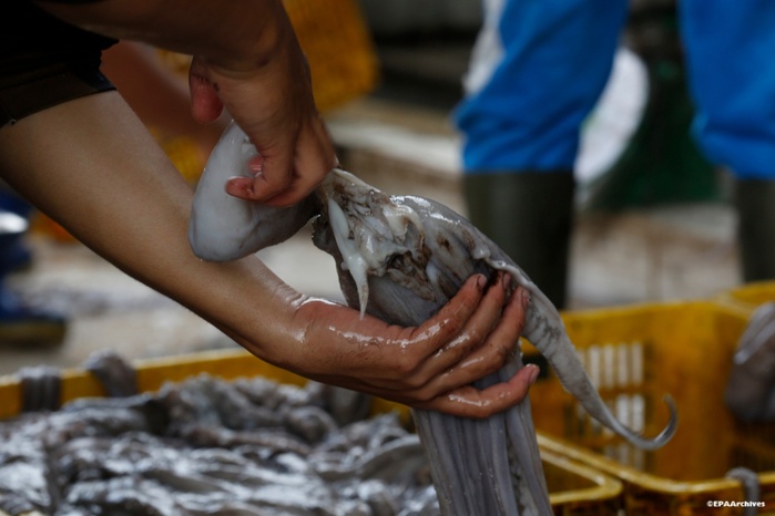Pêche : Ouverture de la campagne estivale du poulpe après une phase de repos biologique (Secrétariat d’État)