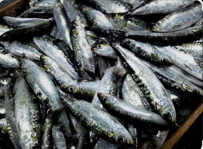 ​El Jadida : la sardine prend le large – L’Opinion sonde le littoral en tension