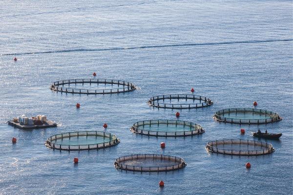 Economie Bleue : Sommes-nous à la hauteur de nos ambitions ? [INTÉGRAL]