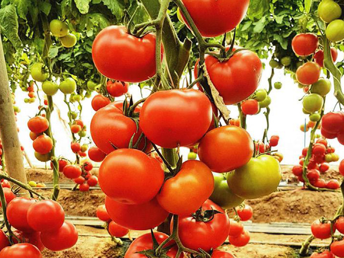 Tomate: La région agricole Al Oualja des Doukkala cherche à renouer avec son passé exportateur
