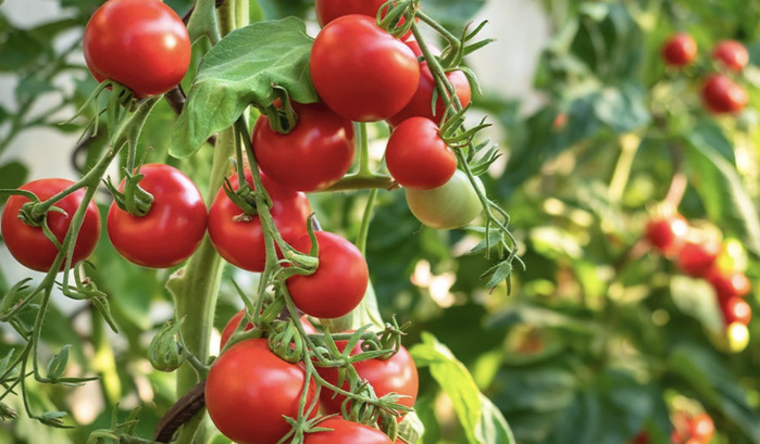 Exportations agricoles : 80 millions de kilos de tomates marocaines écoulés en Espagne