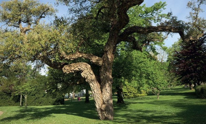 Forêt de Maâmora : En réaction aux critiques, l'ANEF détaille sa stratégie d'aménagement