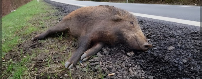 El Jadida: Quand un sanglier devient l'arbitre du destin !