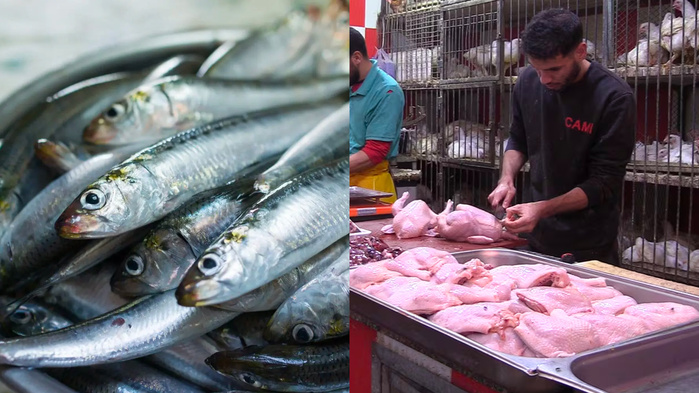 Sardine contre Poulet : À El Jadida, la guerre des prix affame les foyers (Reportage)
