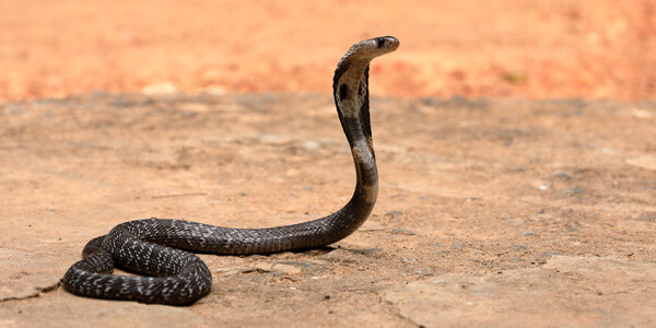 ​Essaouira : Un Cobra fauche un père et son Fils à Tadzi