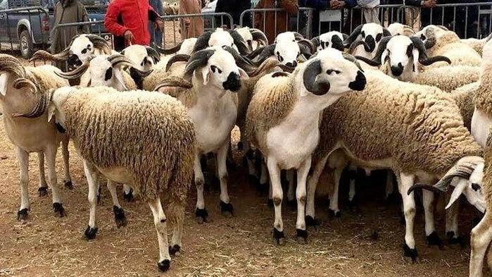 Élevage : La barre des 32,8 millions de têtes franchie, l’importation suspendue